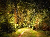 Ścieżka, Las, Drzewa, Lato