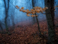Las, Gałązka, Liście, Drzewa, Jesień, Mgła, Pożółkłe
