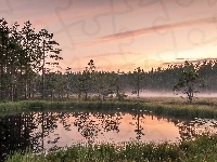 Las, Staw, Drzewa, Mgła