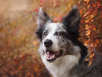 Jesienne, Border collie, Gałązki, Pies, Krzew, Listki