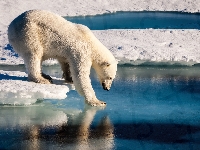 Śnieg, Niedźwiedź polarny, Lód