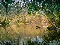 Palmy, Rzeka, Drzewa, Rośliny
