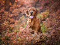 Krzewy, Liście, Pies, Labrador retriever, Jesienne