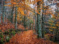 Ścieżka, Jesień, Las, Drzewa, Liście
