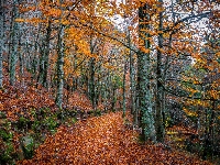 Ścieżka, Jesień, Las, Drzewa, Liście