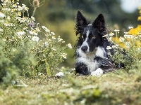 Border collie, Pies, Czarno-biały, Kwiaty