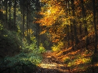 Droga, Jesień, Las, Drzewa, Promienie słońca
