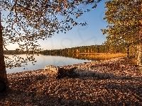 Lasy, Piasek, Jezioro, Drzewa, Brzeg