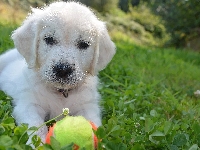 Golden retriever, Trawa, Biały, Szczeniak, Piłeczka