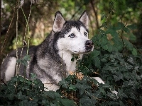 Gałązki, Siberian husky, Rośliny, Bluszcz