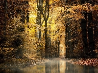 Kałuża, Jesień, Droga, Las, Woda, Drzewa