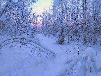 Drzewa, Las, Gałęzie, Zima, Ośnieżone, Krzewy