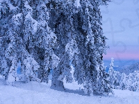 Drzewa, Śnieg, Zaśnieżone, Zima