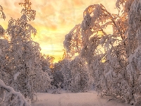 Gałęzie, Wschód słońca, Zima, Ośnieżone, Drzewa