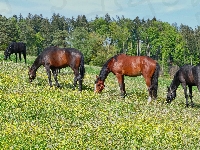Las, Konie, Łąka, Drzewa