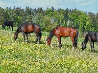 Las, Konie, Łąka, Drzewa