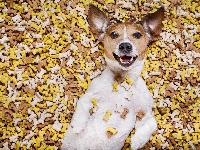 Jack Russell terrier, Leżący, Pies, Karma