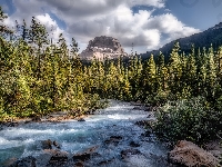 Góry, Kanada, Chmury, Wapta Mountain, Drzewa, Park Narodowy Yoho, Rzeka, Prowincja Kolumbia Brytyjska