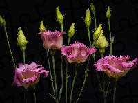 Eustoma, Kwiaty, Ciemne tło