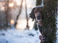Drzewa, Pies, Mordka, Śnieg