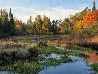 Drzewa, Jesień, Rzeka, Mokradła, Las