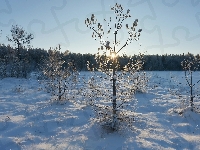 Rośliny, Promienie słońca, Zima, Drzewa, Śnieg