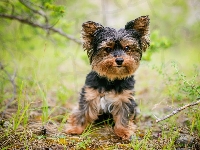 Yorkshire terrier, Pies, Szczeniak, Trawa