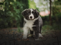 Pies, Szczeniak, Border collie