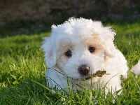 Szczeniak, Trawa, Pies, Biały, Golden retriever