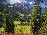 Alpy, Szwajcaria, Roślinność, Lasy, Świerki, Góry, Drzewa, Sanetschhore