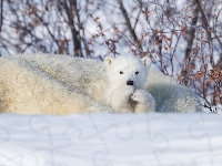 Mały, Niedźwiedzie polarne, Niedźwiadek