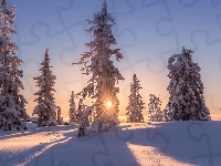 Drzewa, Zima, Ośnieżone, Promienie słońca