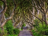 Droga, Hrabstwo Antrim, Buki, Irlandia Północna, Aleja Dark Hedges, Drzewa