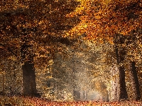 Las, Żółte, Droga, Liście, Jesień, Drzewa, Brązowe