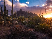 Zachód słońca, Kaktusy Saguaro, Stany Zjednoczone, Góry, Karnegie olbrzymie, Arizona