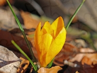 Krokus, Kwiat, Żółty, Liście