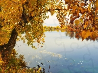 Drzewa, Rzeka, Liście, Jesień, Brzeg, Pożółkłe