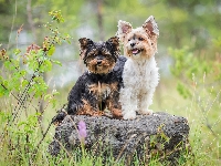 Yorkshire terrier, Dwa, Psy, Kamień