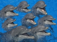 Delfinów, 0siem, Woda