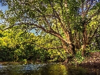Drzewa, Rzeka, Gałęzie
