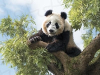Grafika 2D, Drzewo, Panda wielka
