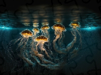 Morze, Świecące, Meduzy, 2D