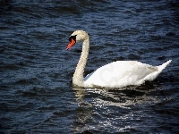 Łabędź, Niemy