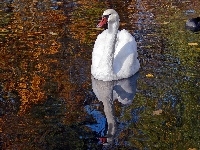 Woda, Łabędź, Jesień