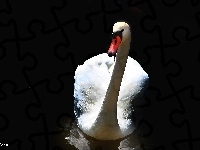Łabędź