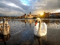 Miasto, Łabędzie, Rzeka