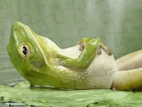 Żabka, Odpoczynek