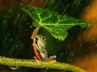 Liść, Żabka, Deszcz