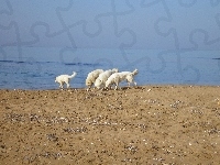 Maremmano-abruzzese, plaża