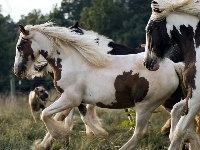 Konie, Łaciate, Zagroda
